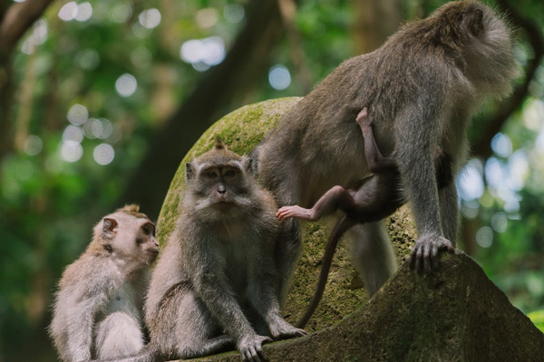 印度尼西亚的三只猴子＂width=