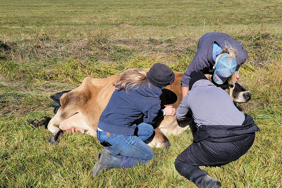 COCC兽医技术学生与奶牛在田间